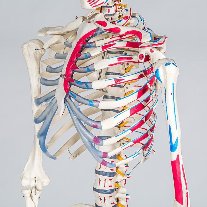 Actual product image tectake Anatomy skeleton