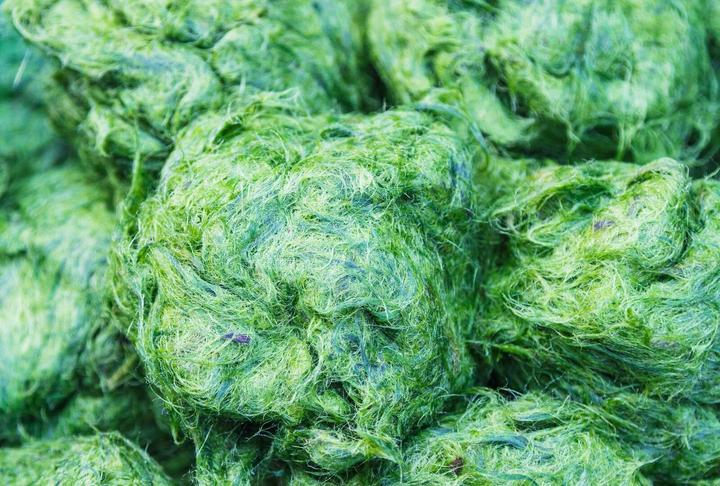 Immagine prodotto Arkopharma Arkocaps Bio Spirulina Kapseln (150 Pezzo/i, Pillole, 116 g)