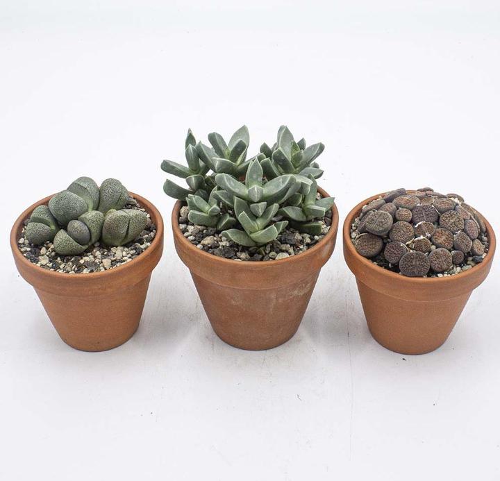 Immagine prodotto Kakteen Gautschi Set di succulente 4 (15 cm)