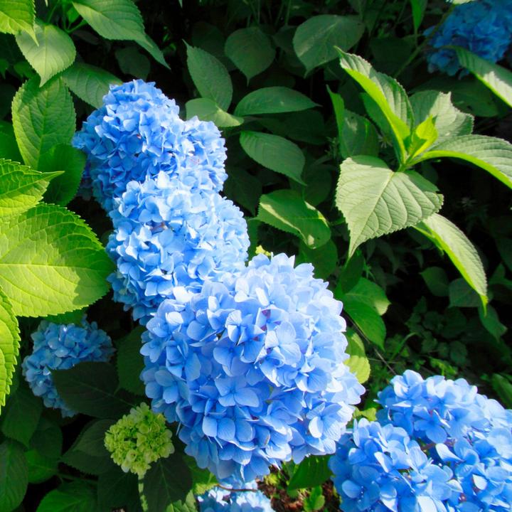 Produktbild Plant in a Box Hydrangea macrophylla 'Early Blue' - 3er Set Hortensien (25 cm)