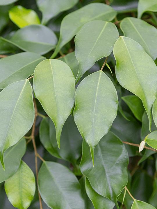 Produktbild Mahaloplants Ficus benjamina (60 cm, Frisch umgetopft)