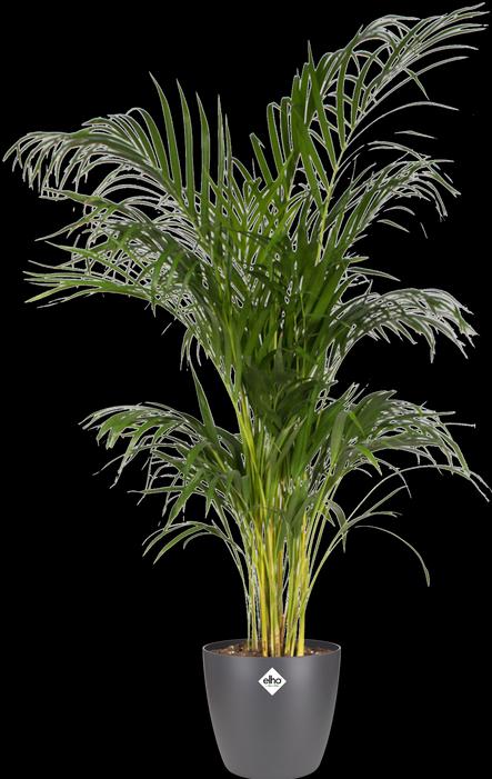 Actual product image Elho Brussels