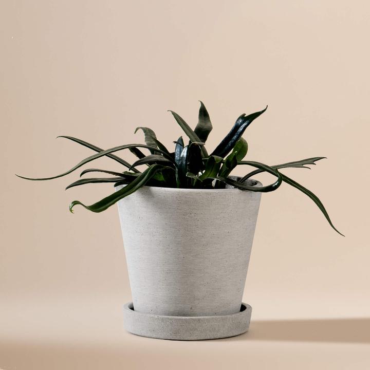 Mary and Plants Cobalt Blue Fern HAY Gris clair (15 cm)