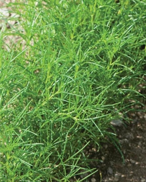 Immagine prodotto Tropica Salicornia giapponese (Salsola Komarovii) (Semi di erbe)