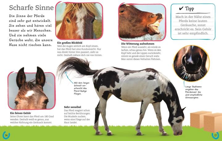 Produktbild Pferde und Ponys (Deutsch, DK Verlag - Kids, 2019)