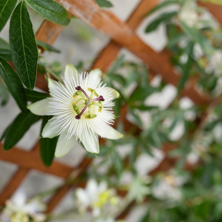 Immagine prodotto Plant in a Box Passiflora caerulea 'Constance Elliott' - set di 2 fiori della passione (110 cm)