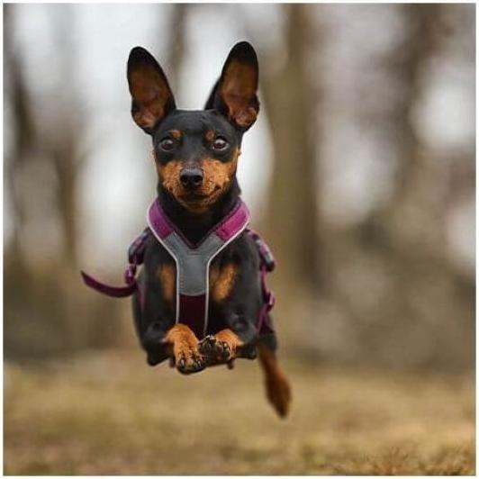 Image du produit Non-Stop Dogwear Harnais de ligne 5.0 Orange 8 (8, Chien, Général)