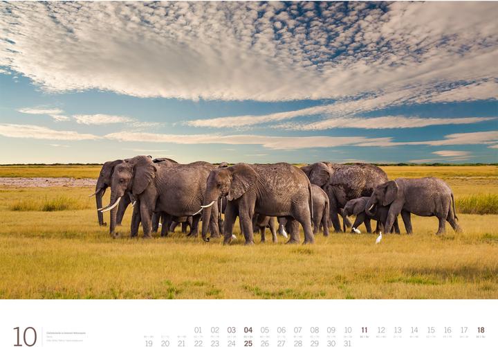 Actual product image Afrika - Gallery Kalender 2026 (66 x 50 cm, Hardcover, German, English)