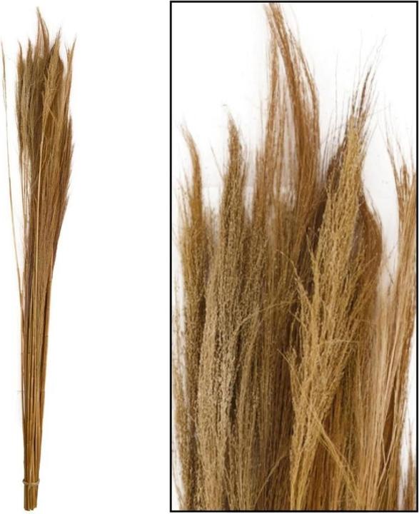 Actual product image Dijk Broom grass (Dried flowers)