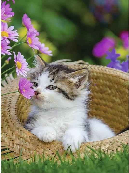 Produktbild Ravensburger Puzzle Katzen 2 x 500 Teile (500 Teile)