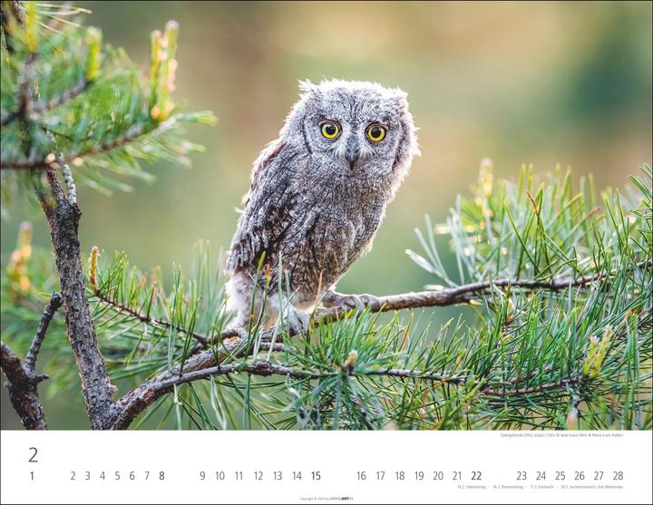 Actual product image Eulen Kalender 2026 (44 x 34 cm, Hardcover, German, English)