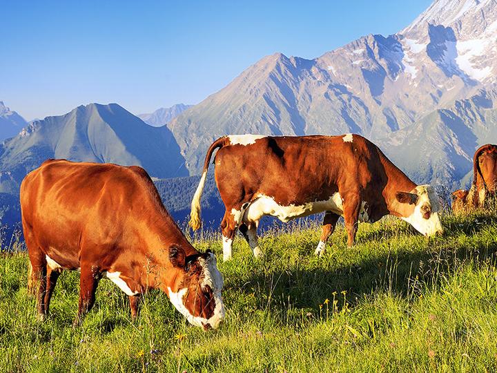 Produktbild Smartbox Origineller Geburtstag für Naturliebhaber mit 1 Übernachtung auf einem Bauernhof (2 Pers.)