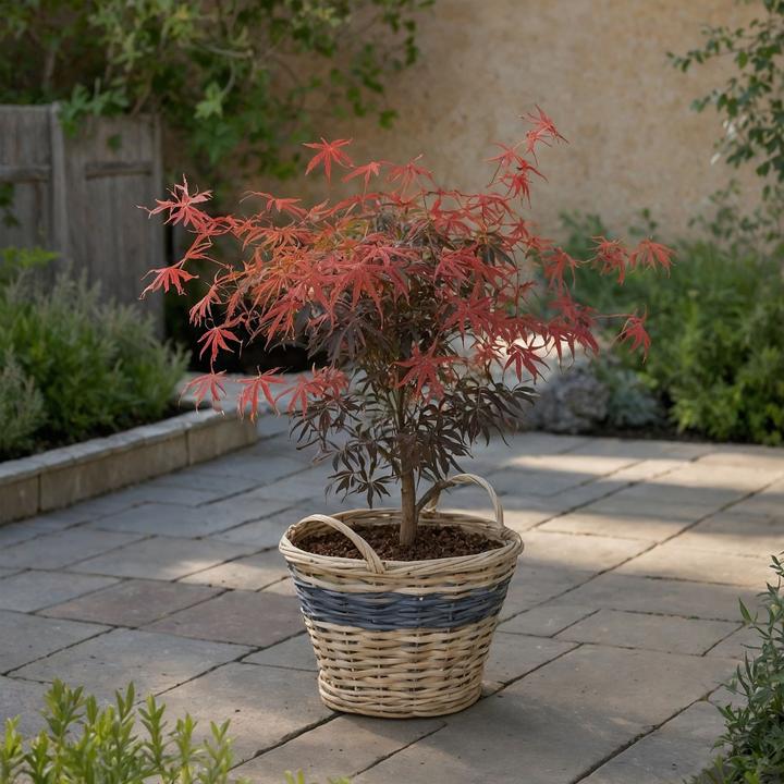 Image du produit Plant in a Box Acer palmatum 'Starfish' - Érable à feuilles d'armoise (60 cm)