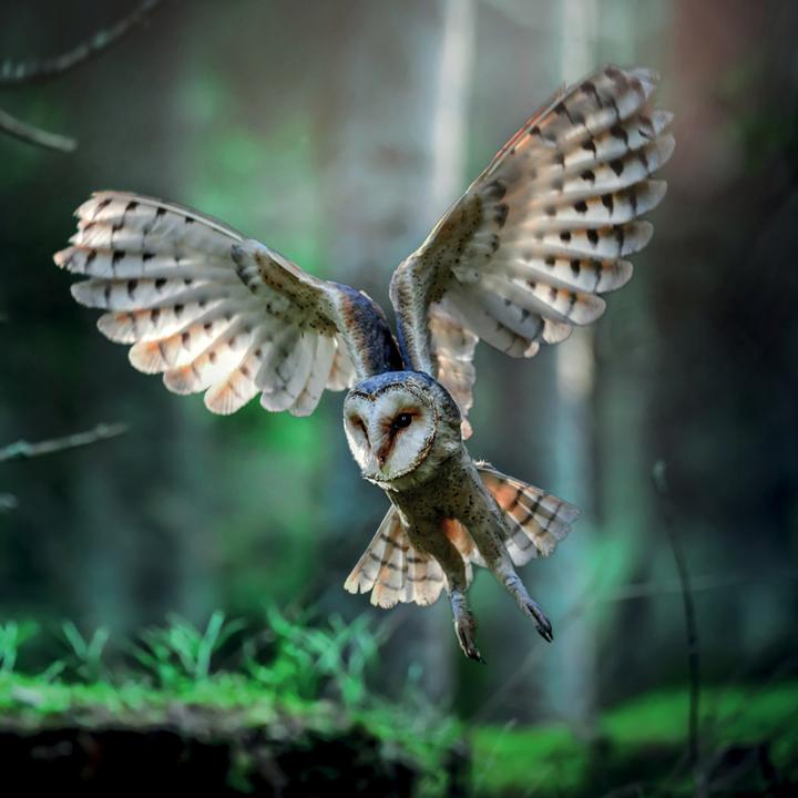 Produktbild Magic Owls 2023 (30 x 30 cm, Harter Einband, Spanisch, Französisch, Tschechisch, Italienisch, Niederländisch, Polnisch, Deutsch, Englisch)