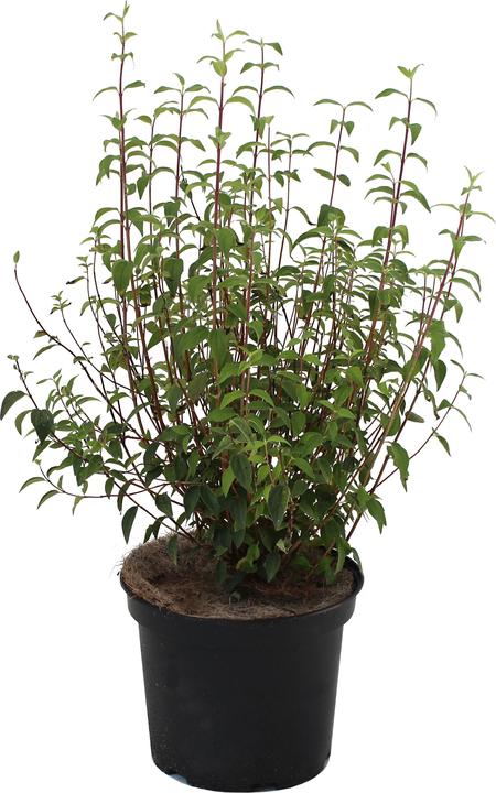 Produktbild Zulauf Pfeifenstrauch / Philadelphus 'Silberregen' (50 cm)