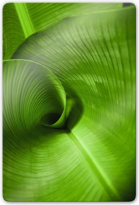 Produktbild Trenddeko Bananenblatt (40 x 60 cm)