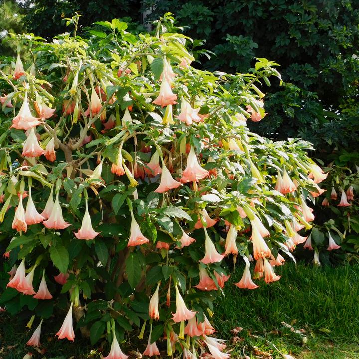 Image du produit Plant in a Box Brugmansia versicolor, sanguinea, suaveolens - Lot de 6 trompettes des anges (25 cm)