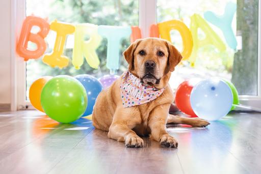 Image du produit Beeztees Bandana chien de fête (Bandana pour chien)