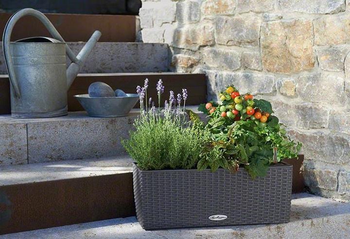 Immagine prodotto Lechuza Balconera Cottage (19 cm)