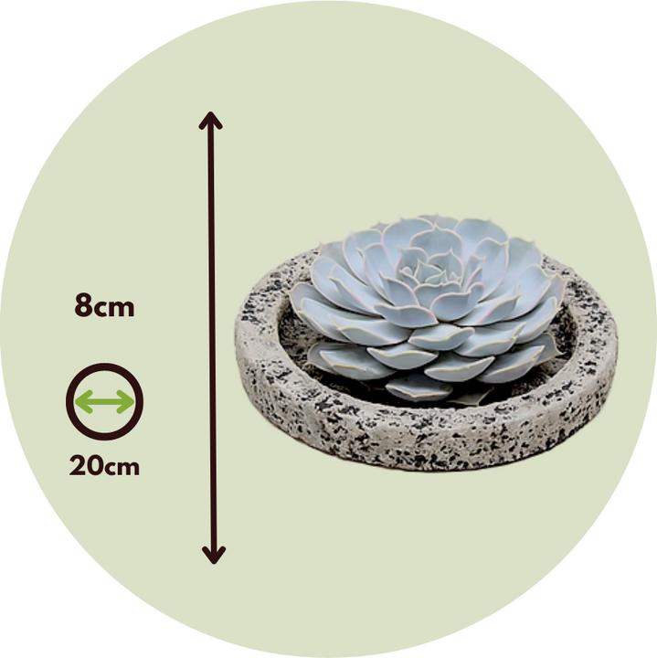Produktbild Plant in a Box Echeveria lilacina - Koala Bowl (8 cm)