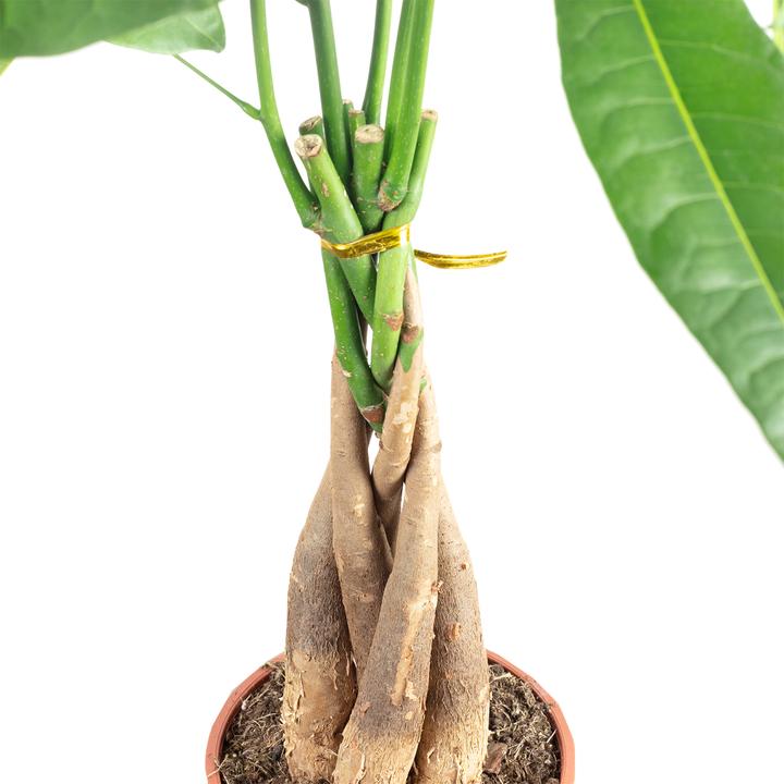 Produktbild Flowerbox Glückskastanie - Pachira aquatica (80 cm)