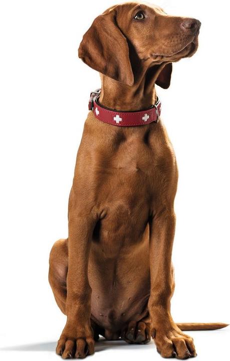 Image du produit Hunter Collier Swiss en cuir véritable (Chien, Général)