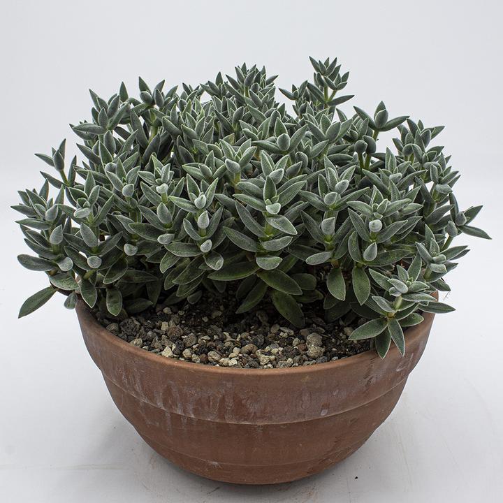 Image du produit Kakteen Gautschi Crassula tarantula (25 cm)