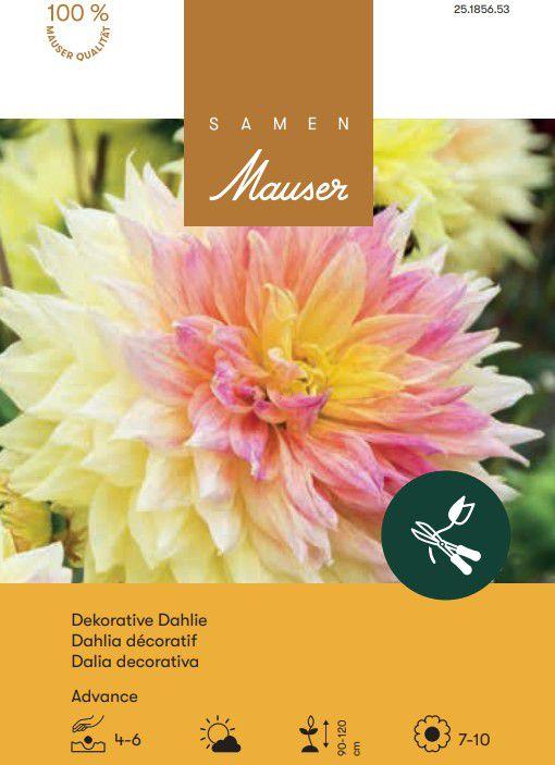 Image du produit Samen Mauser Dahlia à fleurs géantes Advance (Plante bulbeuse)