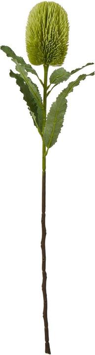 Immagine prodotto Hill Interiors Banksia Serrata Fiore Artificiale (65 cm)