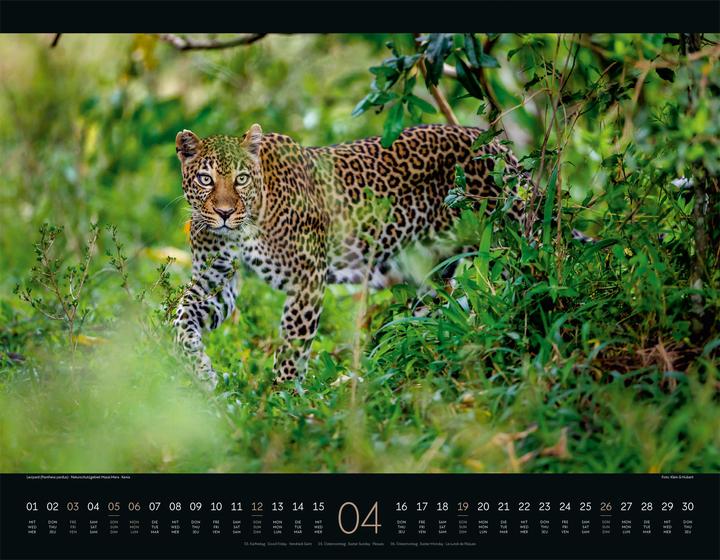 Produktbild Wildes Afrika Kalender 2026 (54 x 42 cm, Harter Einband, Englisch, Französisch, Deutsch)