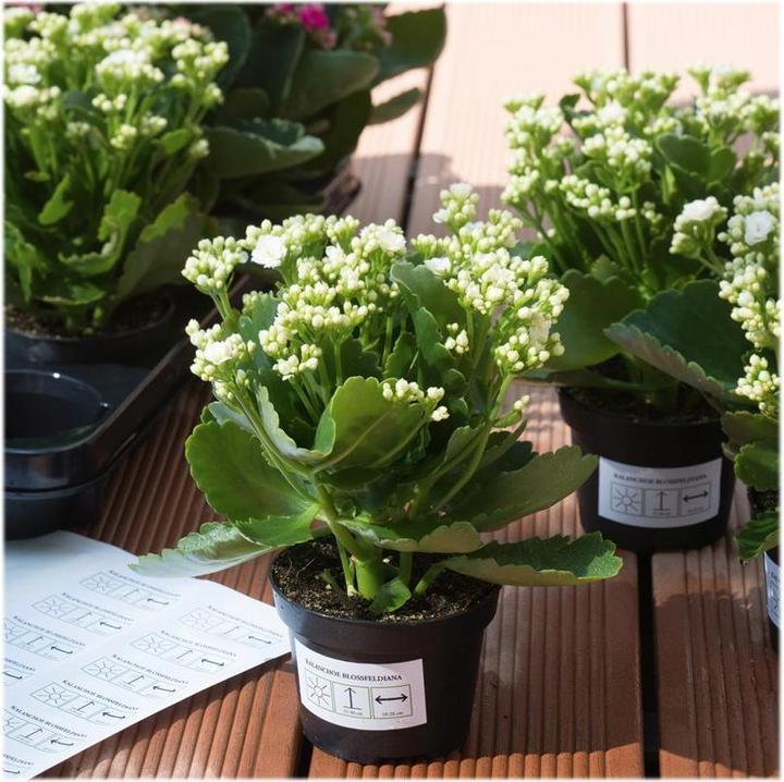 Actual product image HERMA Weatherproof labels A4 removable