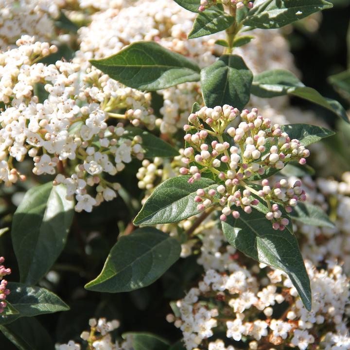 Actual product image Zulauf Mittelmeer Schneeball / Viburnum tinus 'Eve Price' (50 cm)