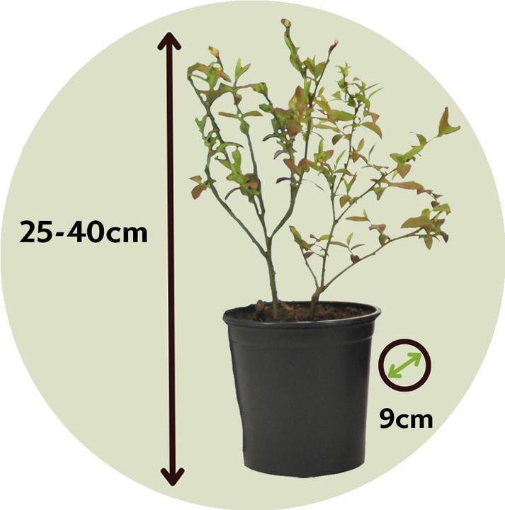 Actual product image Plant in a Box Vaccinium corymbosum 'Sunshine Blue' - 3er Set Blaubeere (25 cm)