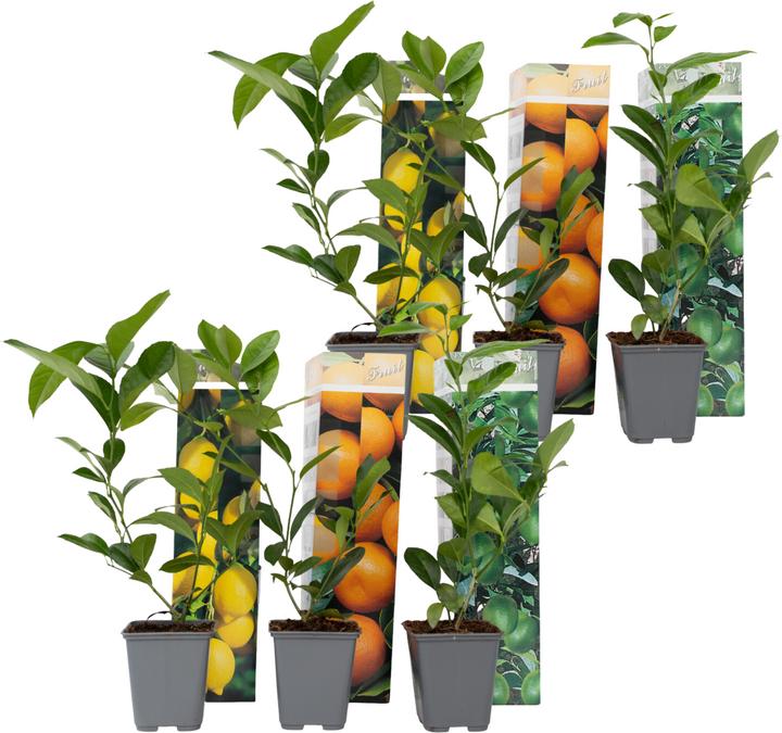 Image du produit Plant in a Box Citrus lime, calamondin, limon - Kit de 6 plantes Citrus Mix (25 cm)