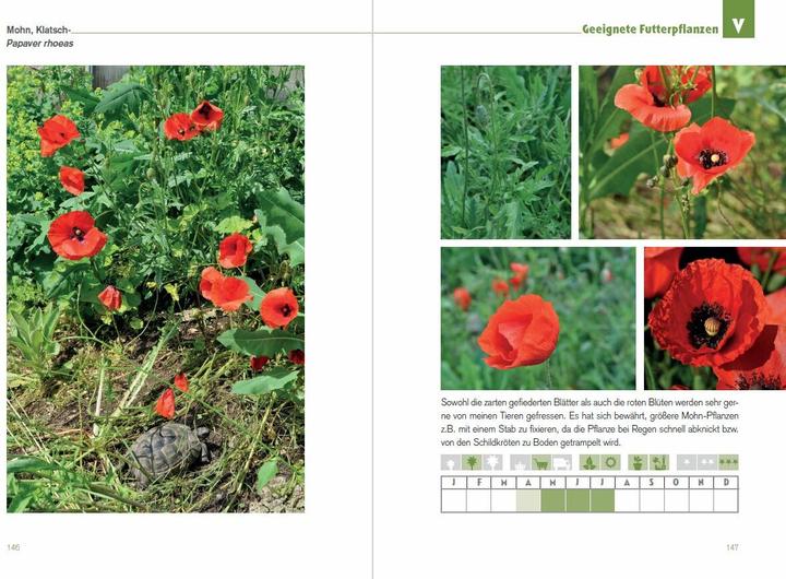 Produktbild Der Schildkröten-Gärtner - Naturnahe Ernährung Europäischer Landschildkröten (Deutsch, Thorsten Geier, 2016)