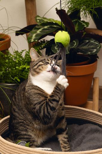 Immagine prodotto Beeztees Meno una canna da pesca per gatti (Catmint giocattolo)