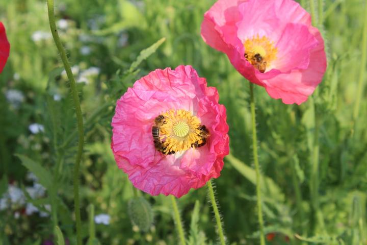 Produktbild Ökohum Bodensee Blütentraum Mohnwiese (Blumensamen)