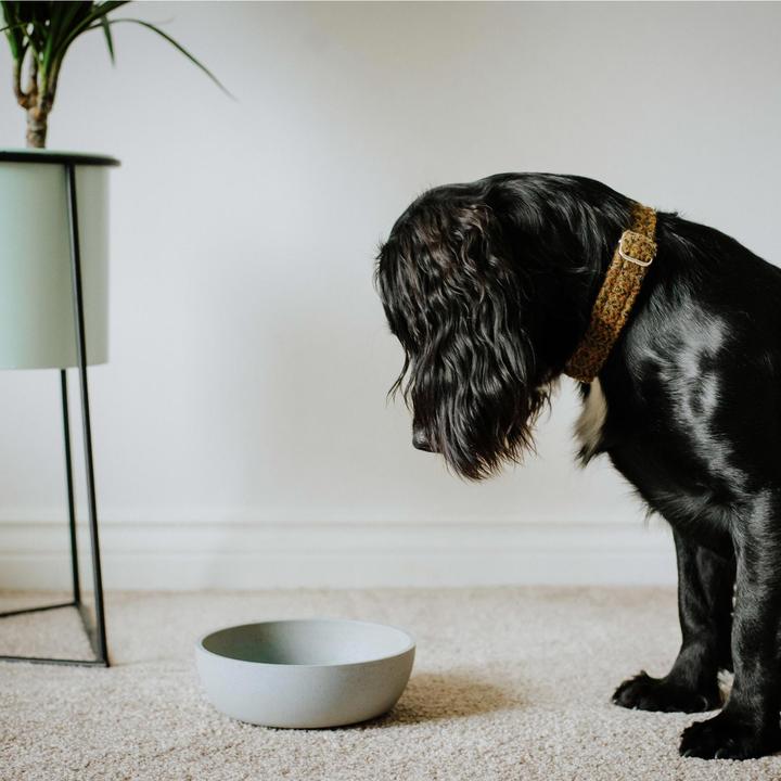 Actual product image District 70 Bamboo Dog Bowl (1 l)
