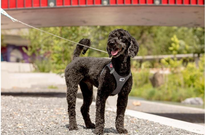 Immagine prodotto Curli Stoviglie Merino (S, Cane, Generale)