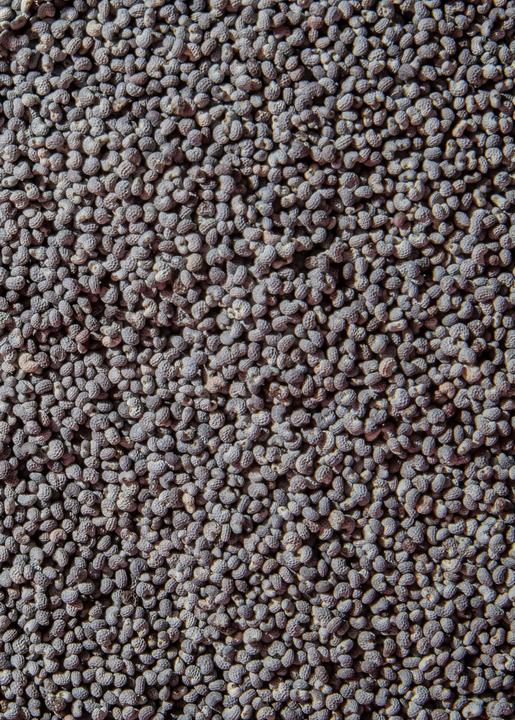 Produktbild KoRo Blaumohn (Papaver somniferum) (1000 g)