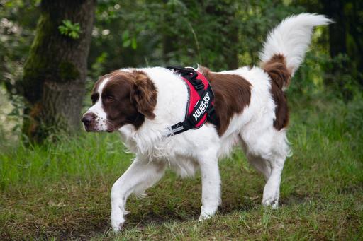 Produktbild Julius-K9 IDC-Powergeschirr (2, Hund, Allgemein)