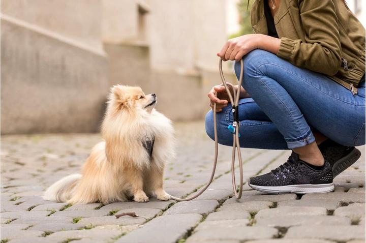 Actual product image Curli Dog leash Stretch Comfort ø 8 mm / 1.8 m, Sun Orange (M, Dog, General)
