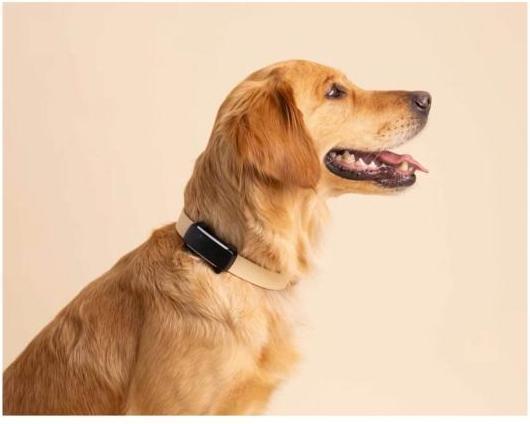 Actual product image Tractive GPS Tracker Dog 6 (Dog, Walks)