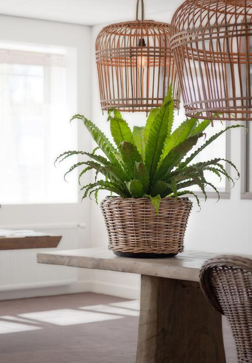 Immagine prodotto Van der Leeden Bali (43 cm)