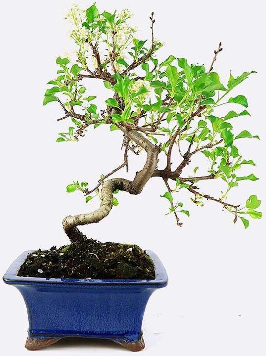 Produktbild Bonsai.ch Prunus malaheb Felsenkirsche (14 cm)