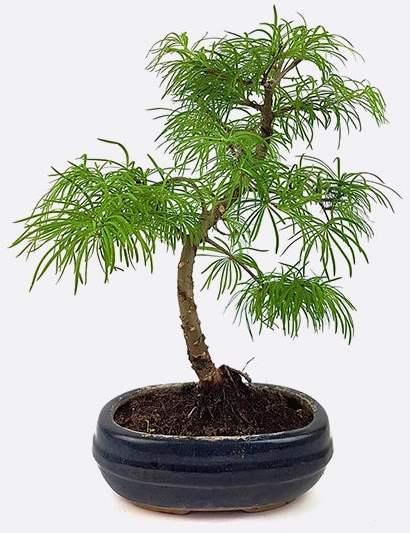 Produktbild Bonsai.ch Pseudolarix Goldlärche
