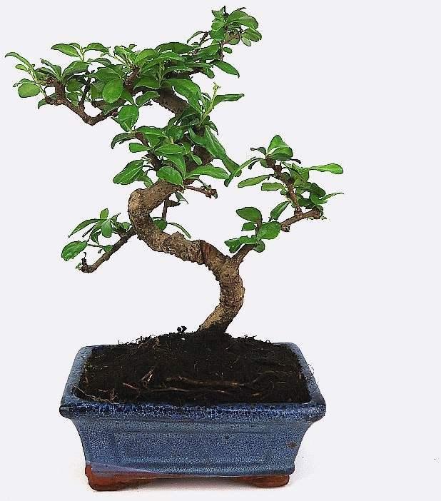 Produktbild Bonsai.ch Ilex crenata Japanische Stechpalme