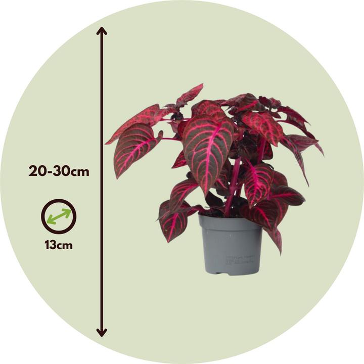 Immagine prodotto Plant in a Box Iresine Herbstii - Set di 2 foglie di sangue (20 cm)