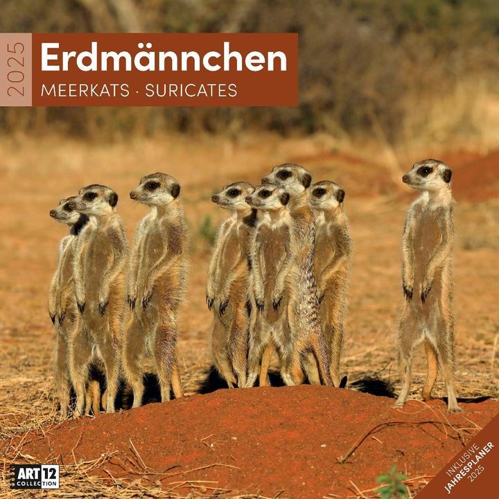 Produktbild Erdmännchen Kalender 2025 - 30x30 (30 x 30 cm, Harter Einband, Deutsch)