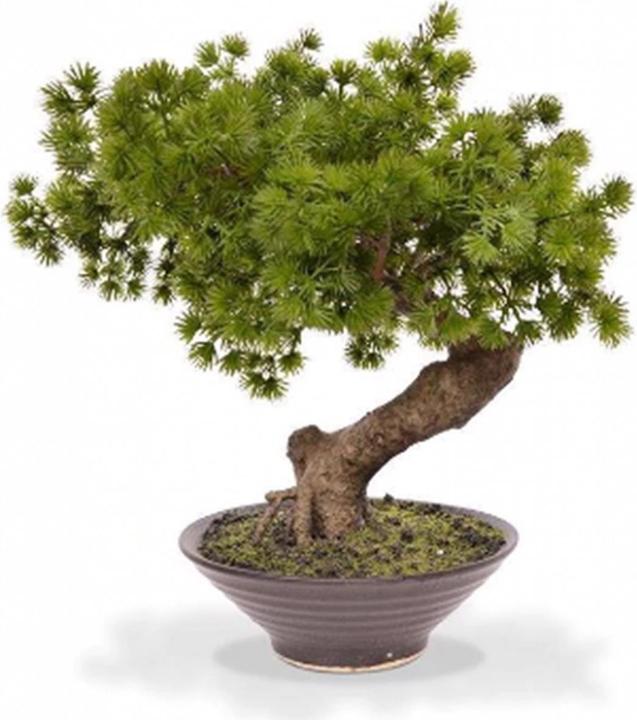 Botanic-Haus Pinus with shell (50 cm)